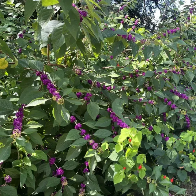 thumbnail for publication: Callicarpa americana: American Beautyberry